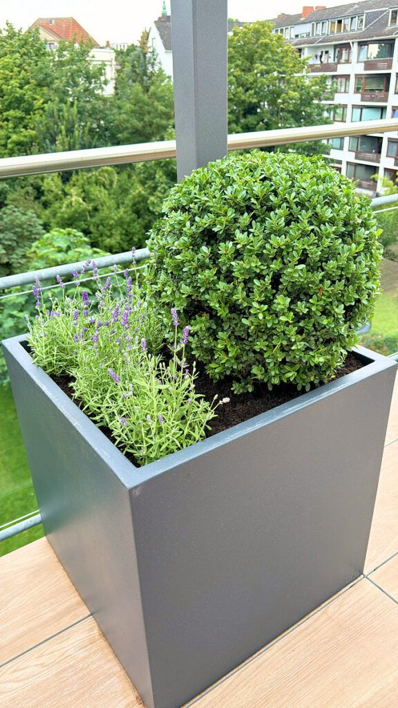 Seelenglück #34 in 2024 Seelenglück #34 in 2024 Ilex Kugel und Lavendel