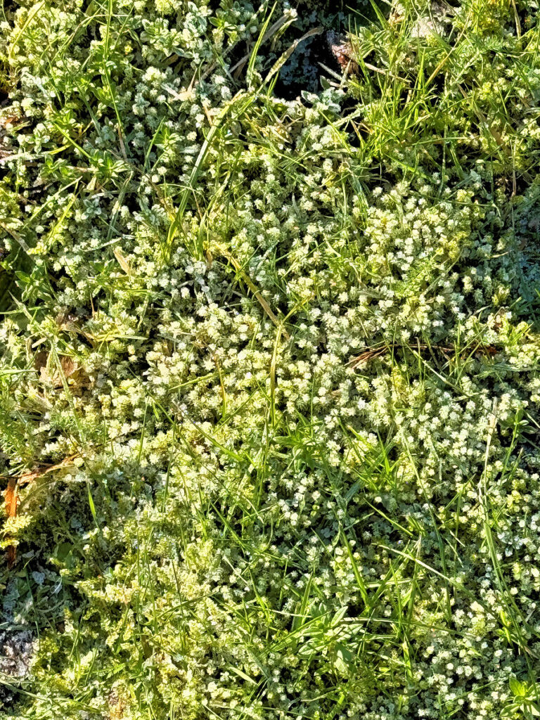Seelenglück #3/25-lifewithaglow gefrorenes Gras Seelenglück #3/25-lifewithaglow gefrorenes Gras