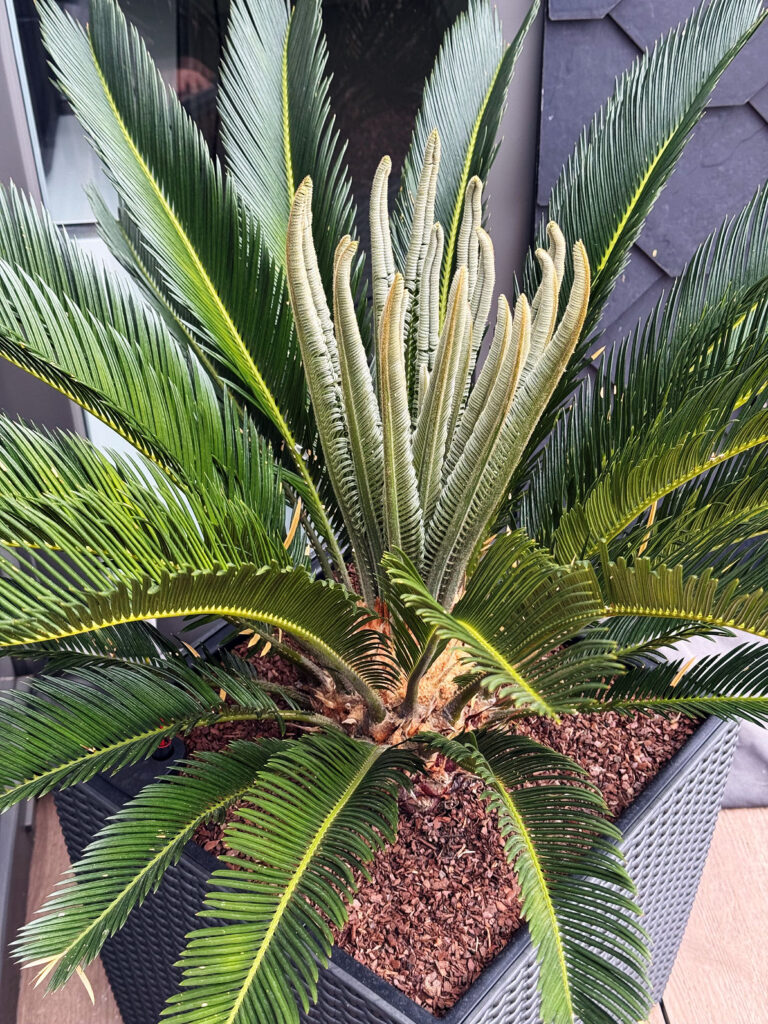 Seelenglück 35/25- lifewithaglow-Palme