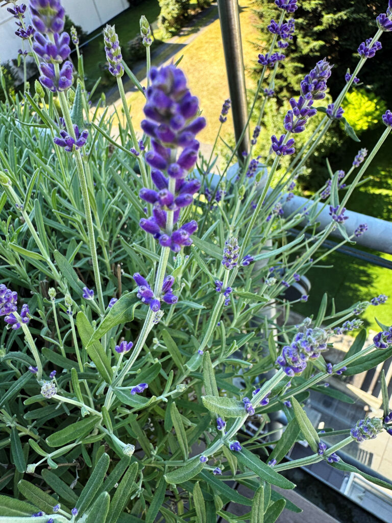 Seelenglück 34/25- trotz Unruhe-lifewithaglow-die zweite Lavendelblüte in diesem Jahr