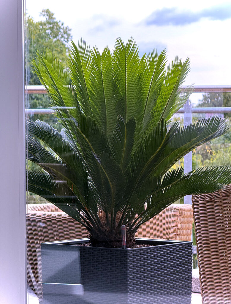 Seelenglück 36/25-very british-lifewithaglow-die Palme