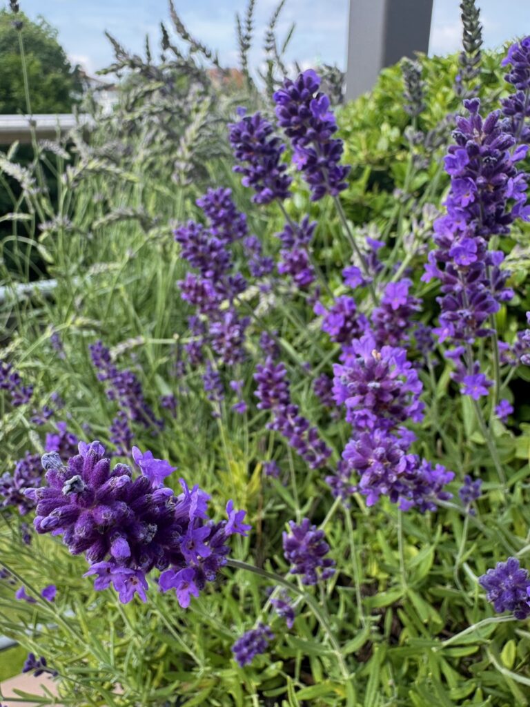 Seelenglück 25. Woche 2026-am Ende mit Sommer-lifewithaglow