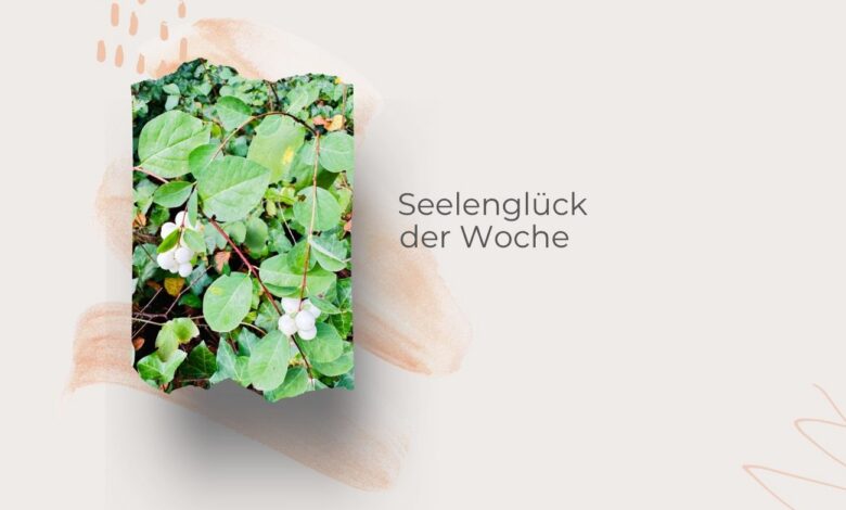 Seelenglück-Strohwitwe und trotzdem happy-lifewithaglow