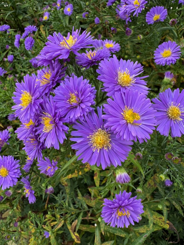 Seelenglück-Sommer, Herbst und ein Schneeball-lifewithaglow Seelenglück-Sommer, Herbst und ein Schneeball-lifewithaglow