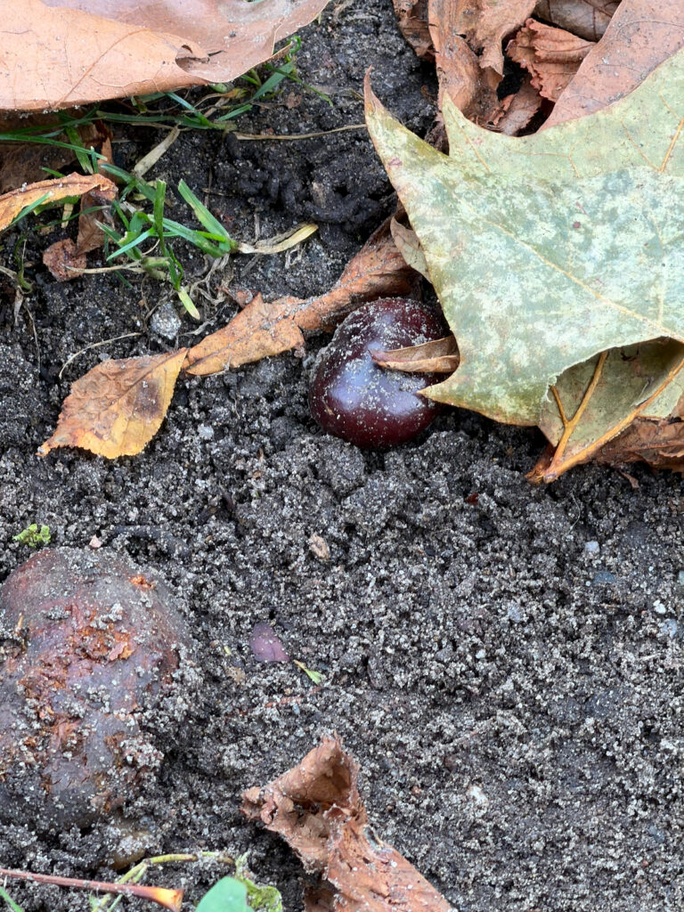 Seelenglück im Herbst-von A wie alte Rollen bis Z wie Zahnarzt-lifewithaglow